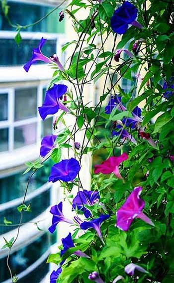 常养的绿植有哪些