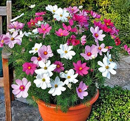 常养的绿植有哪些