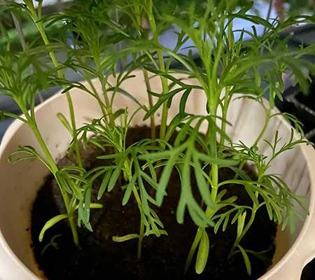 常养的绿植有哪些