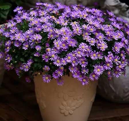 常养的绿植有哪些