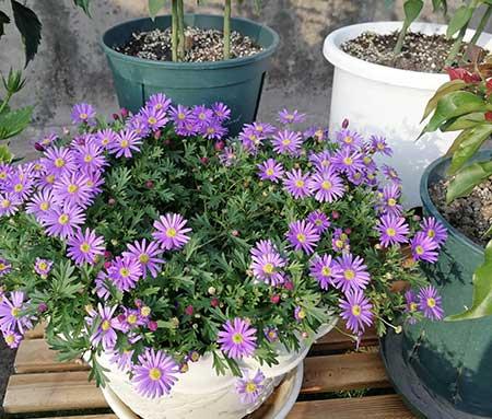 常养的绿植有哪些