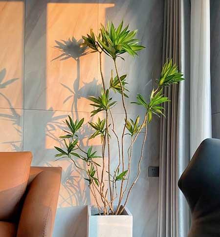 比较好养的室内花卉