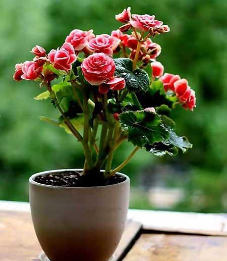 比较好养的室内花卉