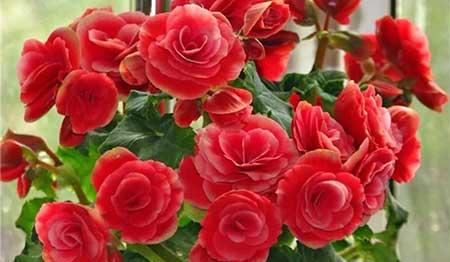 比较好养的室内花卉