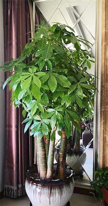 比较好养的室内花卉