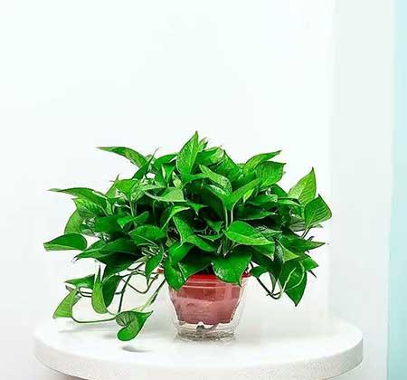 比较好养的室内花卉