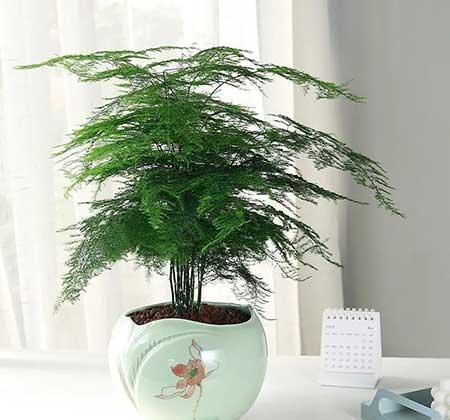 比较好养的室内花卉