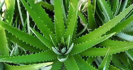 比较好养的室内花卉