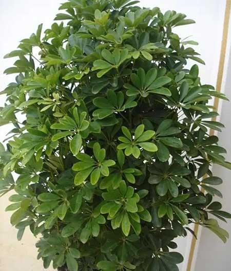 比较好养的花卉