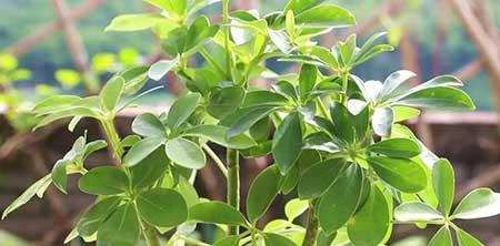 比较好养的花卉