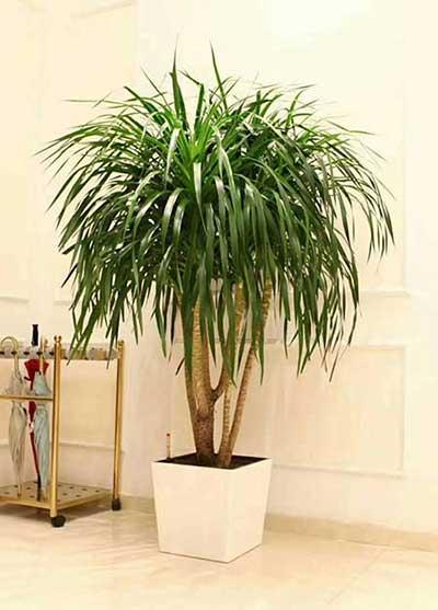 比较好养的花卉