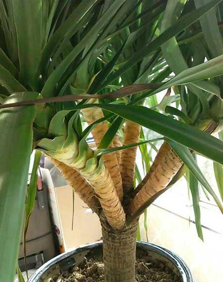 比较好养的花卉