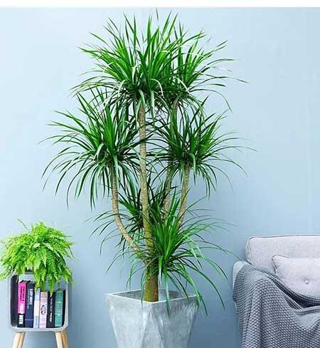 比较好养的花卉