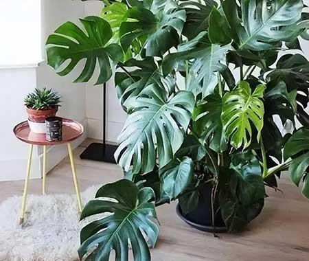 比较好养的花卉