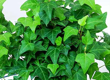 比较好养的花卉