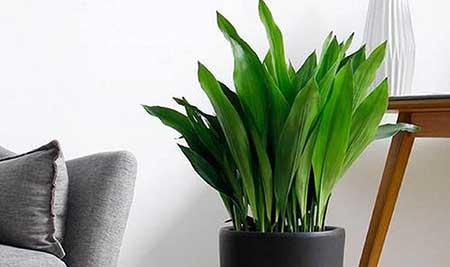 比较好养的花卉