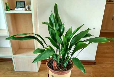 比较好养的花卉