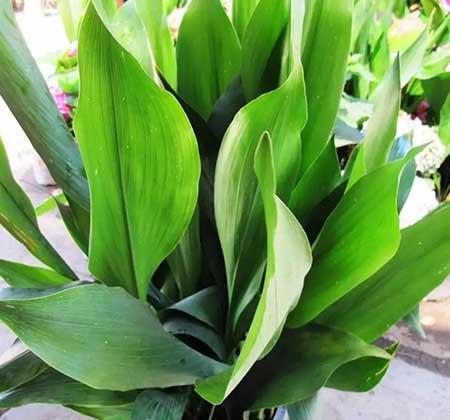 比较好养的花卉