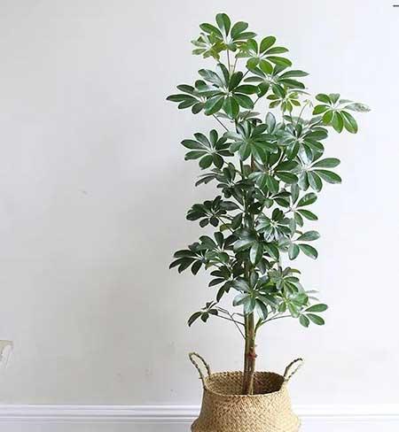 比较好养的花卉