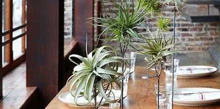 比较好养的花草有哪些