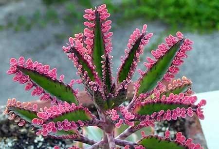 比较好养的花草有哪些