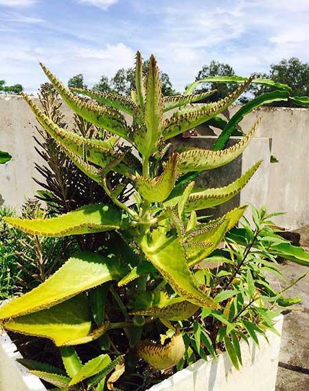 比较好养的花草有哪些