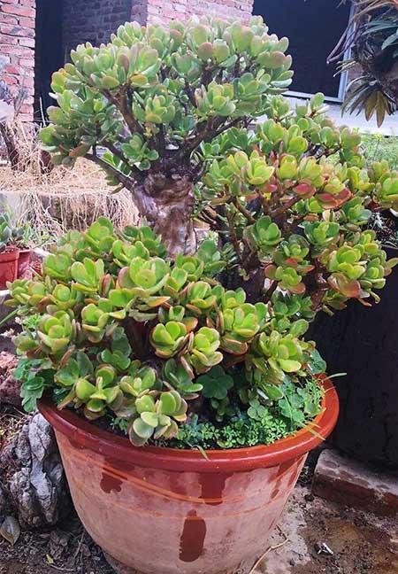 比较好养的花草有哪些