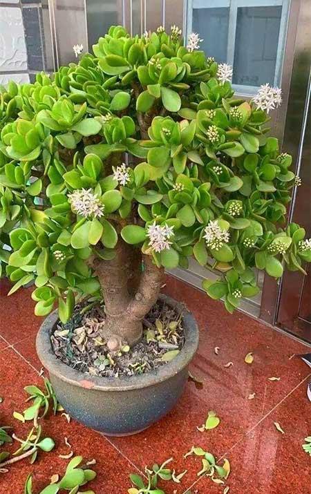 比较好养的花草有哪些