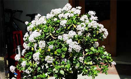 比较好养的花草有哪些