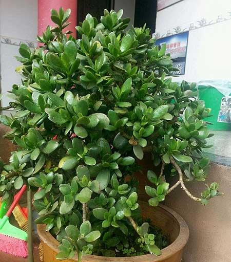 比较好养的花草有哪些