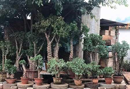 比较好养的花草有哪些