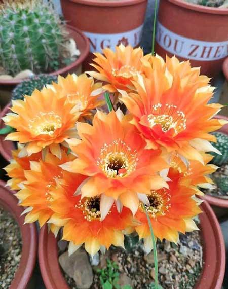 比较好养的花草有哪些