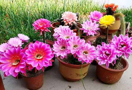 比较好养的花草有哪些