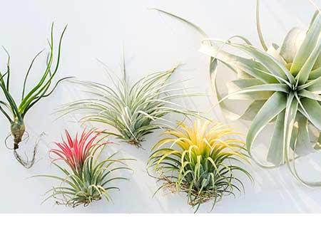 比较好养的花草有哪些