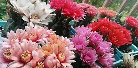 比较好养的花草有哪些