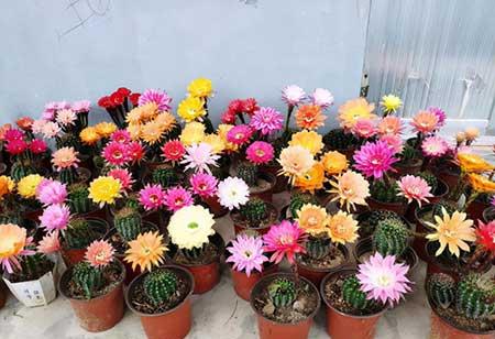 比较好养的花草有哪些