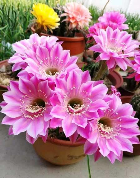 比较好养的花草有哪些