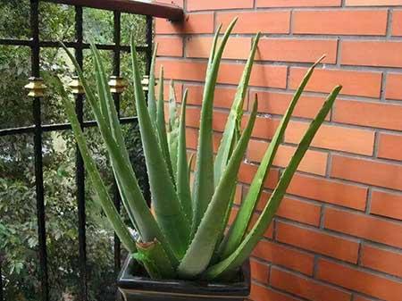 比较好养的花草有哪些