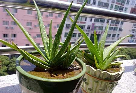 比较好养的花草有哪些