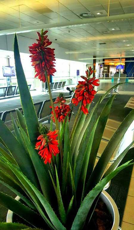 比较好养的花草有哪些