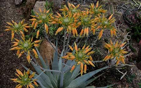 比较好养的花草有哪些