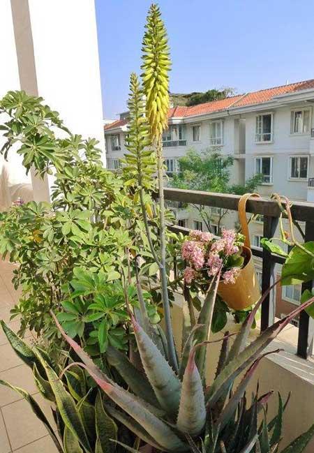 比较好养的花草有哪些