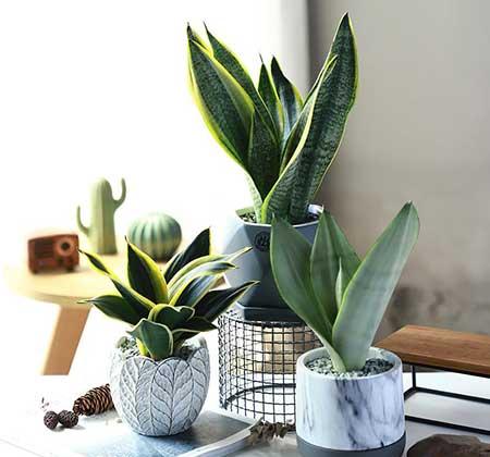 比较好养的花草有哪些