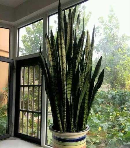 比较好养的花草有哪些