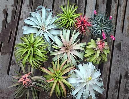 比较好养的花草有哪些