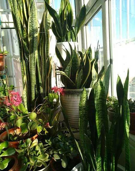 比较好养的花草有哪些