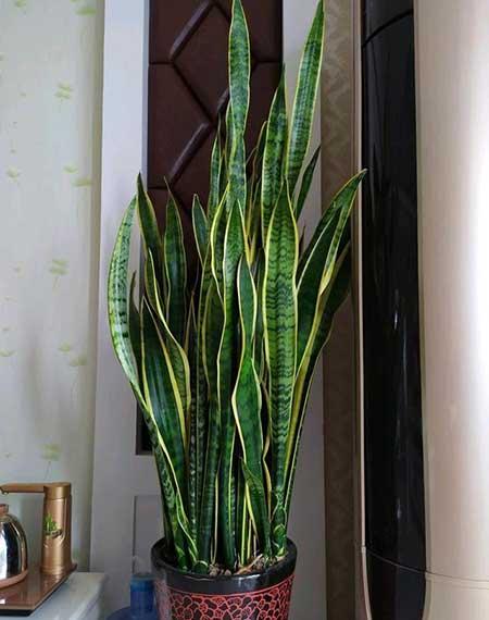 比较好养的花草有哪些