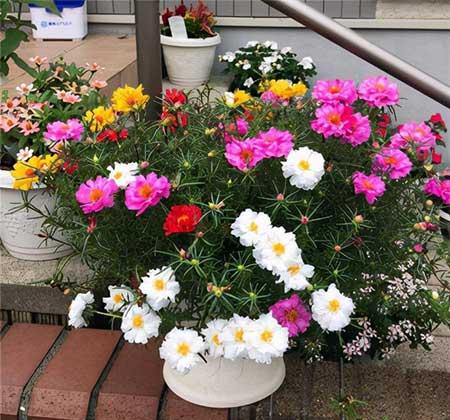 比较好养的花草有哪些