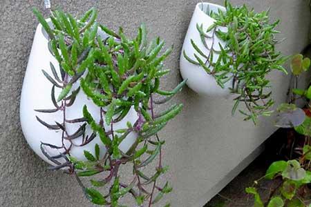 比较好养的花草有哪些