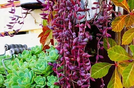 比较好养的花草有哪些